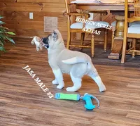 JOSR MALE #3, a female Akita for sale in Mountain Grove, MO – Photo 3 of 10