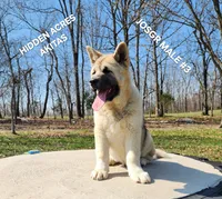 JOSR MALE #3, a male Akita for sale in Mountain Grove, MO – Photo 2 of 10
