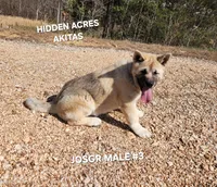 JOSR MALE #3, a male Akita for sale in Mountain Grove, MO – Photo 9 of 10