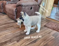 JOSR MALE #3, a female Akita for sale in Mountain Grove, MO – Photo 7 of 10
