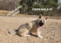 JOSR MALE #3, a male Akita for sale in Mountain Grove, MO – Photo 10 of 10