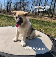 JOSR MALE #3, a male Akita for sale in Mountain Grove, MO – Photo 5 of 10