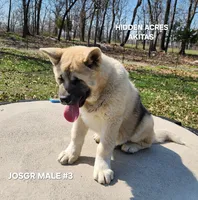 JOSR MALE #3, a male Akita for sale in Mountain Grove, MO – Photo 4 of 10