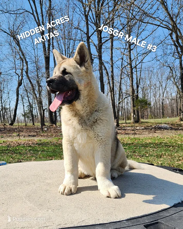 JOSR MALE #3 – Akita puppy for sale in Mountain Grove, MO