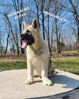 JOSR MALE #3, a male Akita for sale in Mountain Grove, MO – Photo 1 of 10