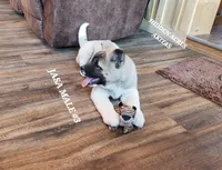 JOSR MALE #3, a female Akita for sale in Mountain Grove, MO – Photo 9 of 10