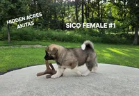 SICO FEMALE #1, a female Akita for sale in Mountain Grove, MO – 8 of 10