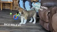 SICO MALE #1, a male Akita for sale in Mountain Grove, MO – 3 of 10