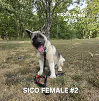 SICO FEMALE #2, a female Akita for sale in Mountain Grove, MO – 2 of 10