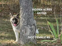 SICO FEMALE #2, a female Akita for sale in Mountain Grove, MO – 4 of 10