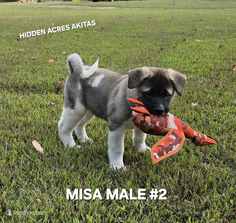MISA MALE #2 – Akita puppy for sale in Mountain Grove, MO