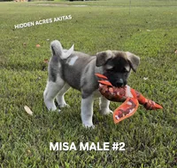 MISA MALE #2, a male Akita for sale in Mountain Grove, MO – 1 of 10