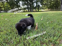 STCO FEMALE #1, a female Akita for sale in Mountain Grove, MO – 4 of 10