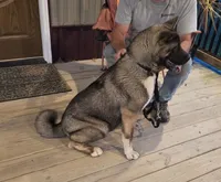 SHGR MALE #1, a male Akita for sale in Mountain Grove, MO – 2 of 9