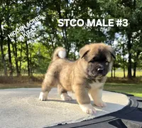 STCO MALE #3, a male Akita for sale in Mountain Grove, MO – 5 of 10