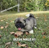 JAZSA MALE #1, a male Akita for sale in Mountain Grove, MO – 8 of 10