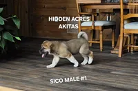 SICO MALE #1, a male Akita for sale in Mountain Grove, MO – 6 of 10