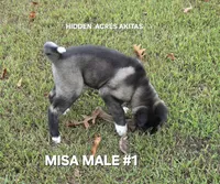 MISA NALE #1, a male Akita for sale in Mountain Grove, MO – 2 of 9