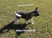MISA FEMALE #3, a female Akita for sale in Mountain Grove, MO – 4 of 10