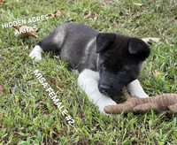 MISA FEMALE #2, a female Akita for sale in Mountain Grove, MO – 2 of 10