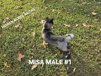 MISA NALE #1, a male Akita for sale in Mountain Grove, MO – 5 of 9