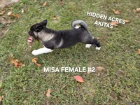 MISA FEMALE #2, a female Akita for sale in Mountain Grove, MO – 8 of 10