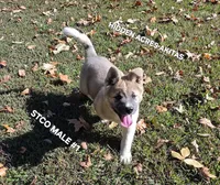 STCO MALE #1, a male Akita for sale in Mountain Grove, MO – 4 of 10