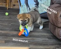 SICO MALE #1, a male Akita for sale in Mountain Grove, MO – 2 of 10