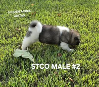 STCO MALE #2, a male Akita for sale in Mountain Grove, MO – 3 of 10