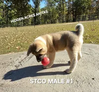 STCO MALE #1, a male Akita for sale in Mountain Grove, MO – 3 of 10
