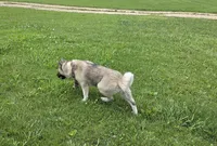 JOSR FEMALE #2, a female Akita for sale in Mountain Grove, MO – 3 of 10