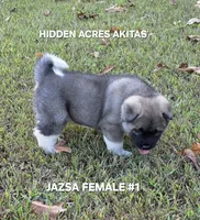 JAZSA FEMALE #1, a female Akita for sale in Mountain Grove, MO – 6 of 10