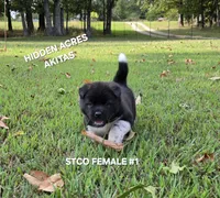 STCO FEMALE #1, a female Akita for sale in Mountain Grove, MO – 9 of 10