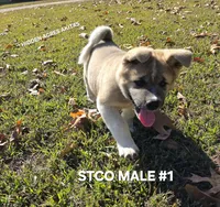 STCO MALE #1, a male Akita for sale in Mountain Grove, MO – 10 of 10