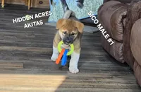 SICO MALE #1, a male Akita for sale in Mountain Grove, MO – 4 of 10