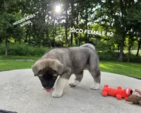 SICO FEMALE #2, a female Akita for sale in Mountain Grove, MO – 2 of 10