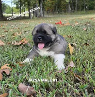 JAZSA MALE #1, a male Akita for sale in Mountain Grove, MO – 2 of 10