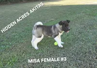 MISA FEMALE #3, a female Akita for sale in Mountain Grove, MO – 10 of 10