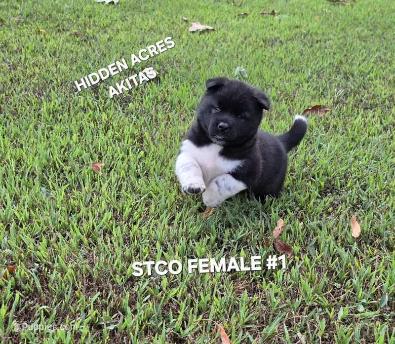 STCO FEMALE #1 – Akita puppy for sale in Mountain Grove, MO