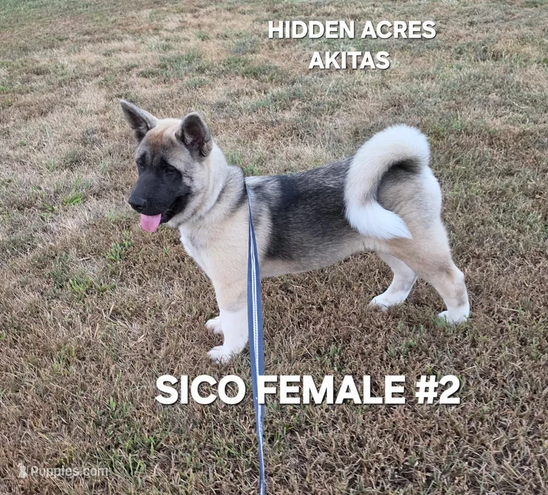 SICO FEMALE #2 – Akita puppy for sale in Mountain Grove, MO
