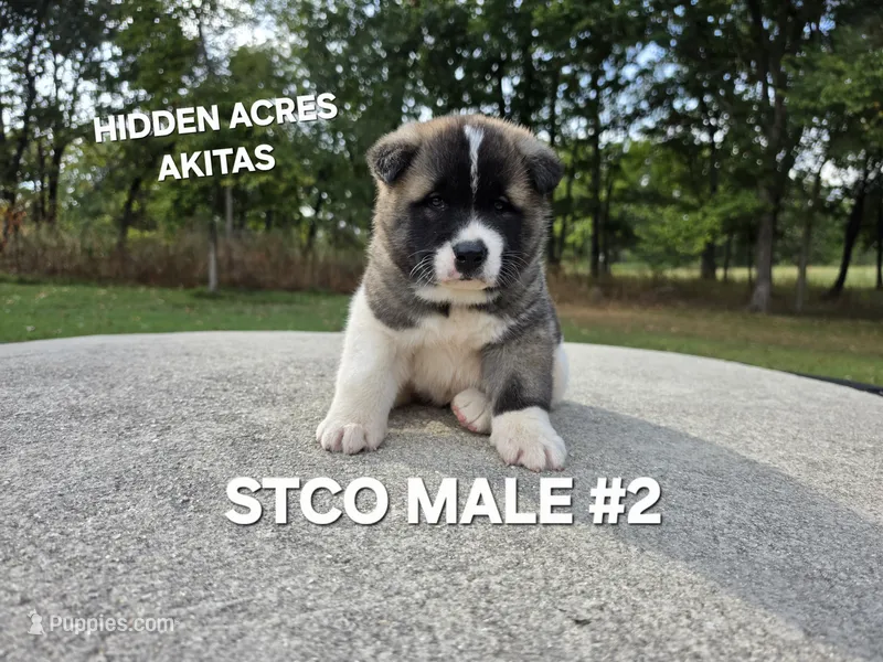 STCO MALE #2 – Akita puppy for sale in Mountain Grove, MO
