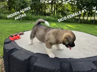 SICO FEMALE #1, a female Akita for sale in Mountain Grove, MO – 10 of 10