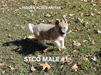 STCO MALE #1, a male Akita for sale in Mountain Grove, MO – 2 of 10