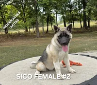 SICO FEMALE #2, a female Akita for sale in Mountain Grove, MO – 7 of 10