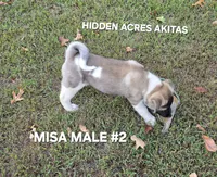 MISA MALE #2, a male Akita for sale in Mountain Grove, MO – 6 of 10