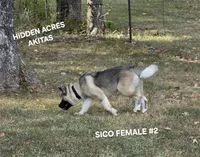SICO FEMALE #2, a female Akita for sale in Mountain Grove, MO – 3 of 10