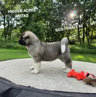 SICO FEMALE #2, a female Akita for sale in Mountain Grove, MO – 3 of 10