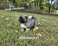 JAZSA MALE #1, a male Akita for sale in Mountain Grove, MO – 7 of 10