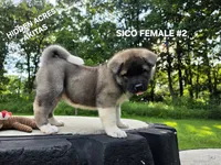SICO FEMALE #2, a female Akita for sale in Mountain Grove, MO – 9 of 10