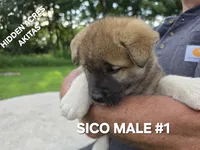 SICO MALE #1, a male Akita for sale in Mountain Grove, MO – 4 of 10